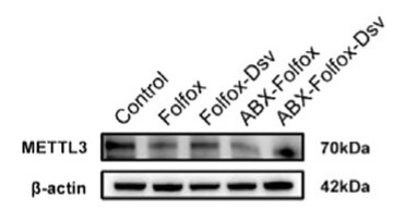 The protein expression of METTL3 in mouse tumour tissues.jpg